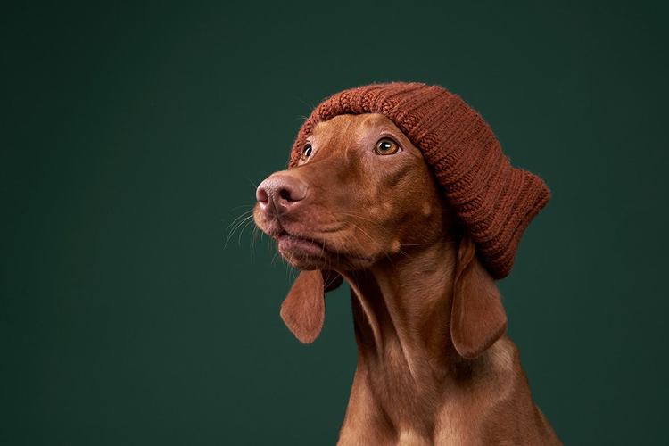 Ein Hund